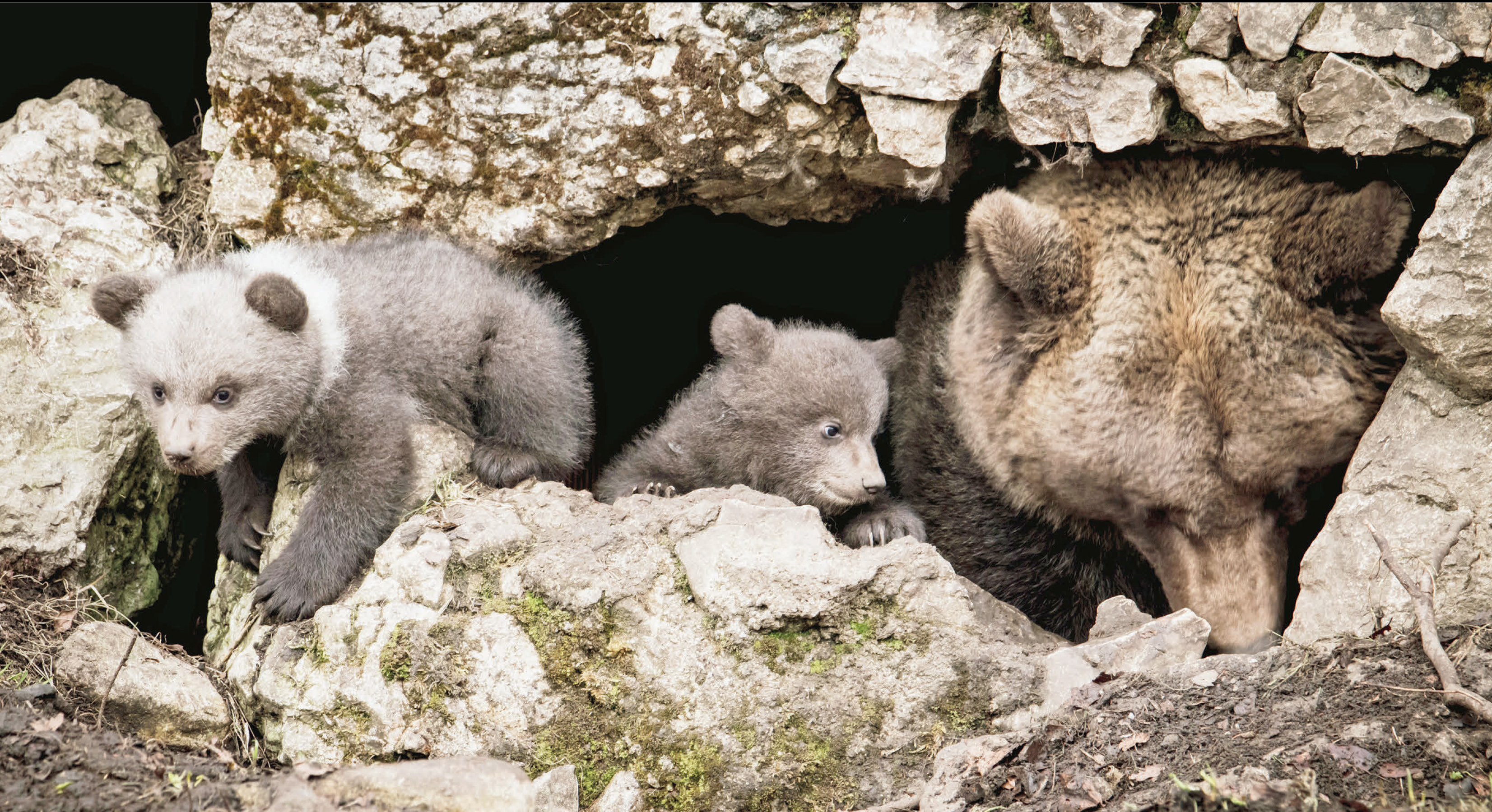 Trois oursons font le printemps de Juraparc