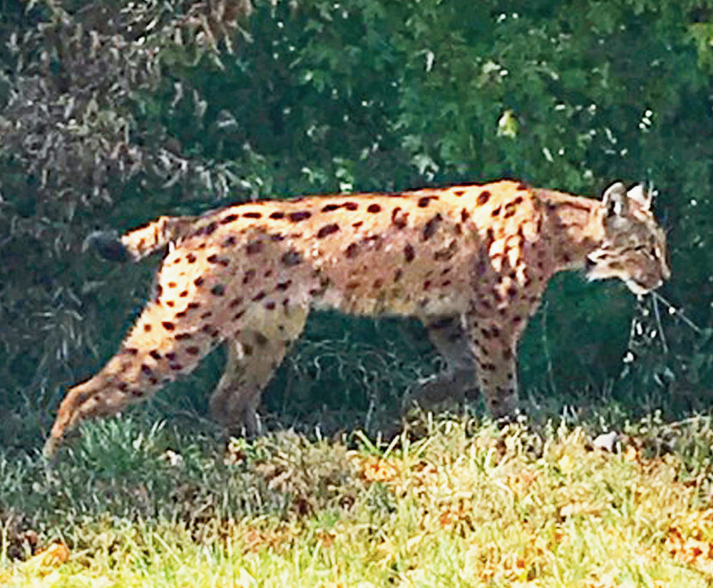 Lynx aperçu près de L’Isle