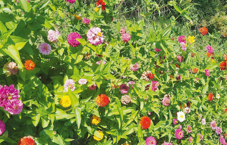 Le coin jardin – Un arc-en-ciel de zinnia