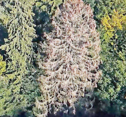 A cause des conditions météo, les forêts sont affaiblies