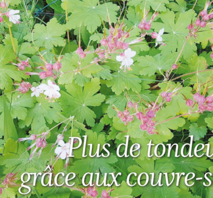 Le coin jardin