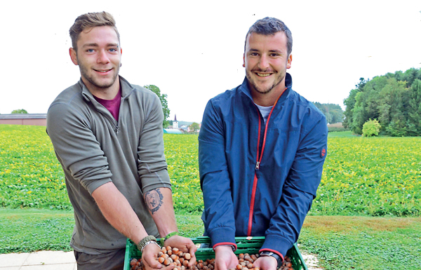 Cottens – Récolte des premières noisettes vaudoises