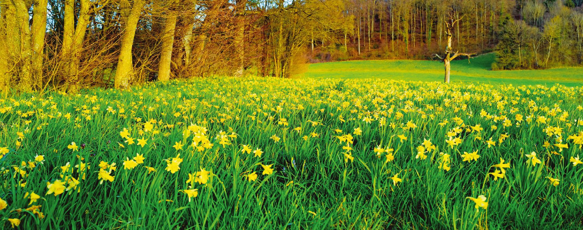 Eclépens, Tapis de jonquilles!