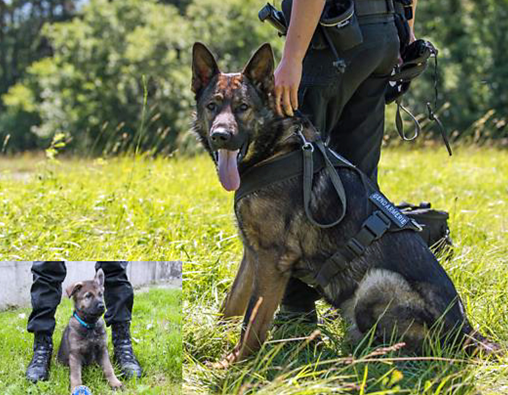 La Sarraz : deux cambrioleurs arrêtées grâce à un chien policier