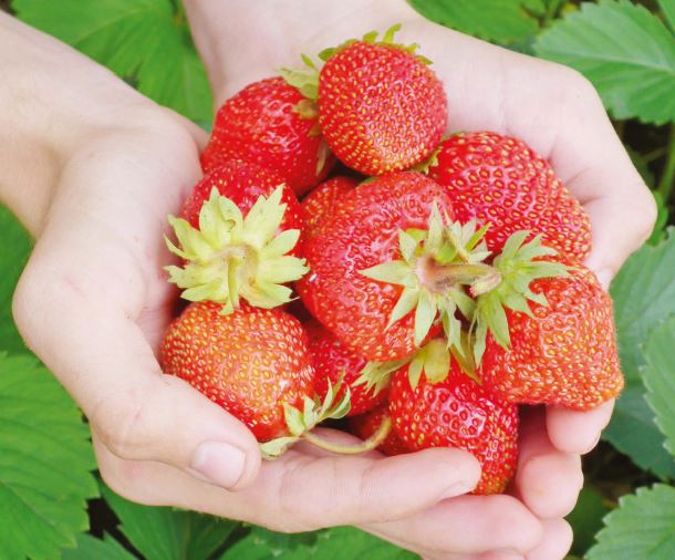 C'est la saison des fraises !