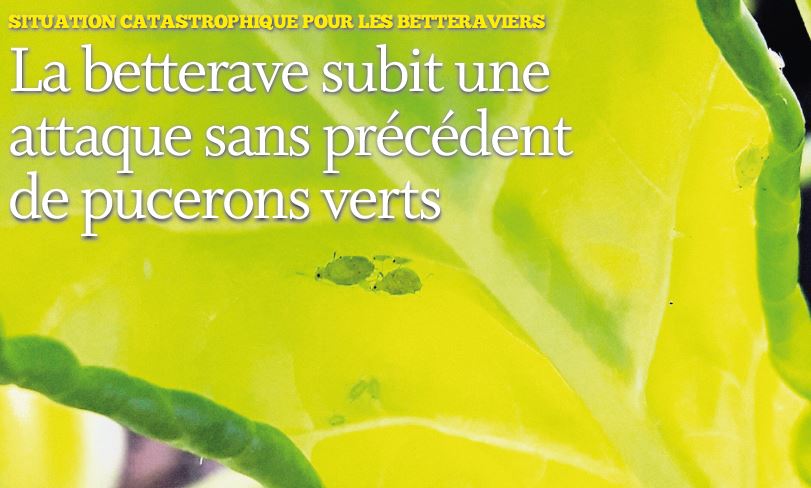 La betterave subit une attaque sans précédent de pucerons verts