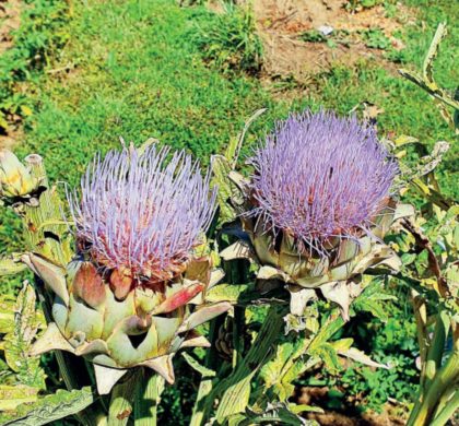 Le coin jardin. On tente l’artichaut