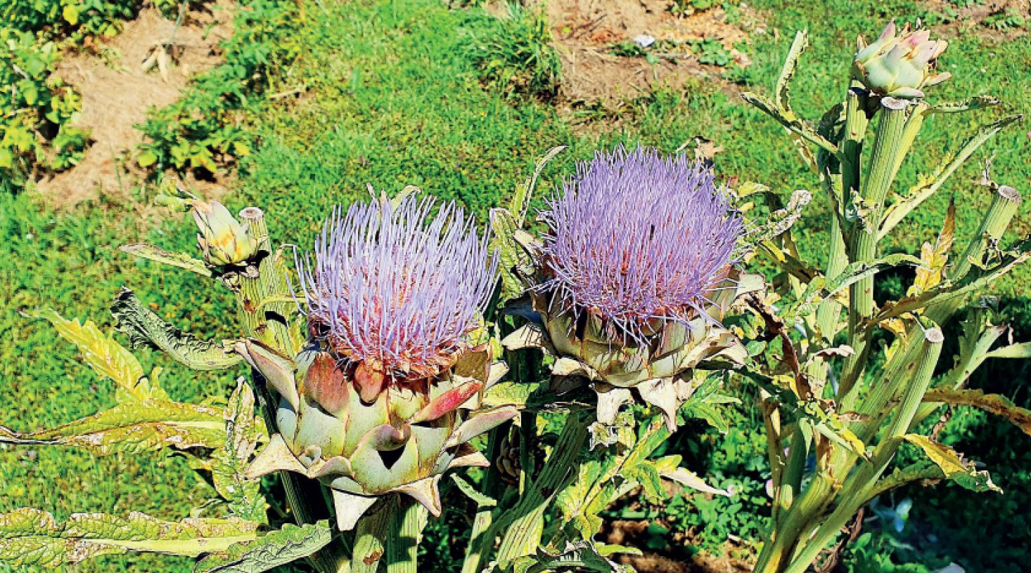 Le coin jardin. On tente l’artichaut