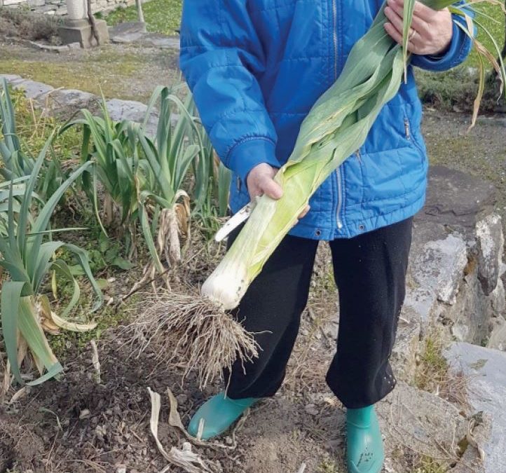 Le coin jardin. Le poireau, ça se coupe !