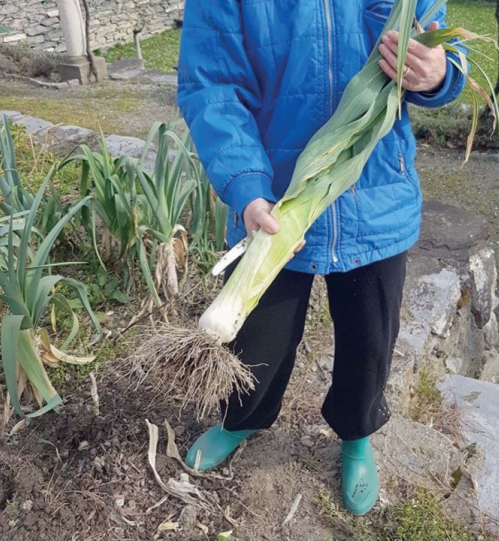 Le coin jardin. Le poireau, ça se coupe !