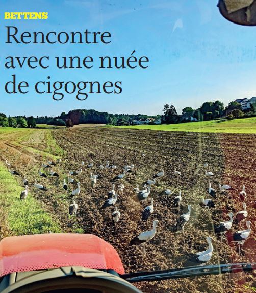 Bettens. Rencontre avec une nuée de cigognes