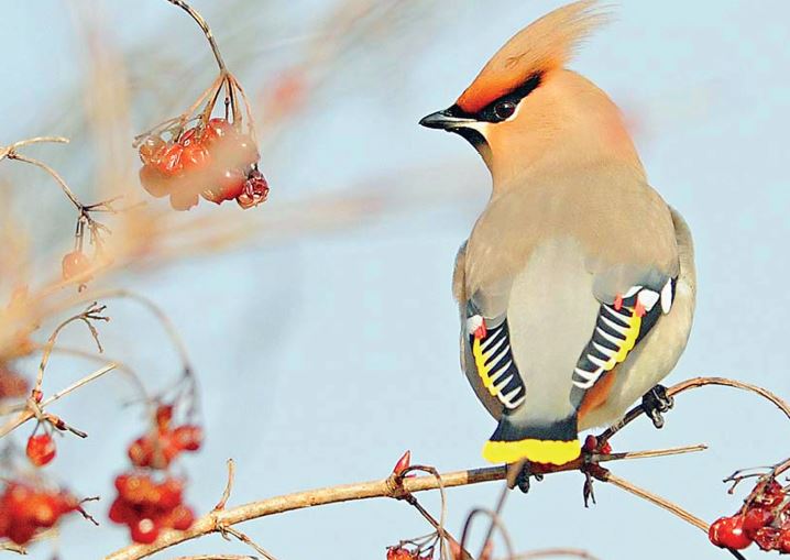 Oulens, Photographe animalier par passion