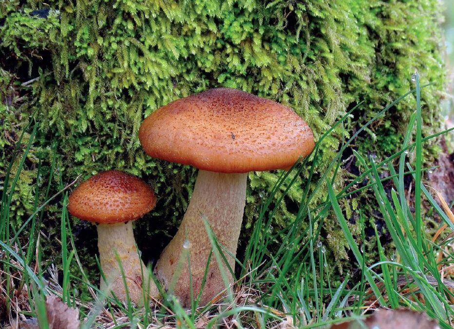 En ce weekend des 29-30 octobre, les champignons sont rois à CossArena !