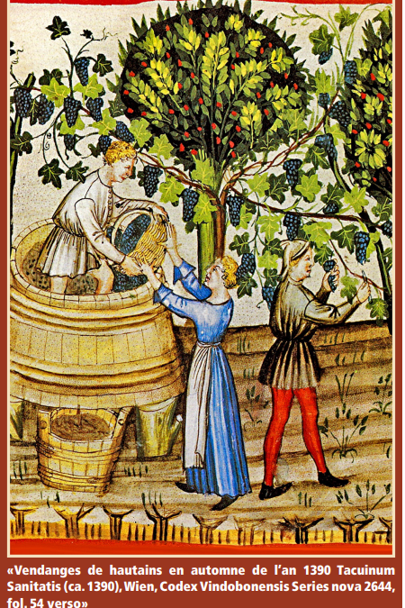 Trésor d’archives – Les vignobles de Cossonay en 1380