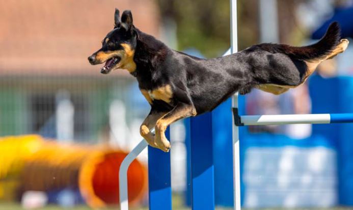 Cossonay, championnat romand d’Agility