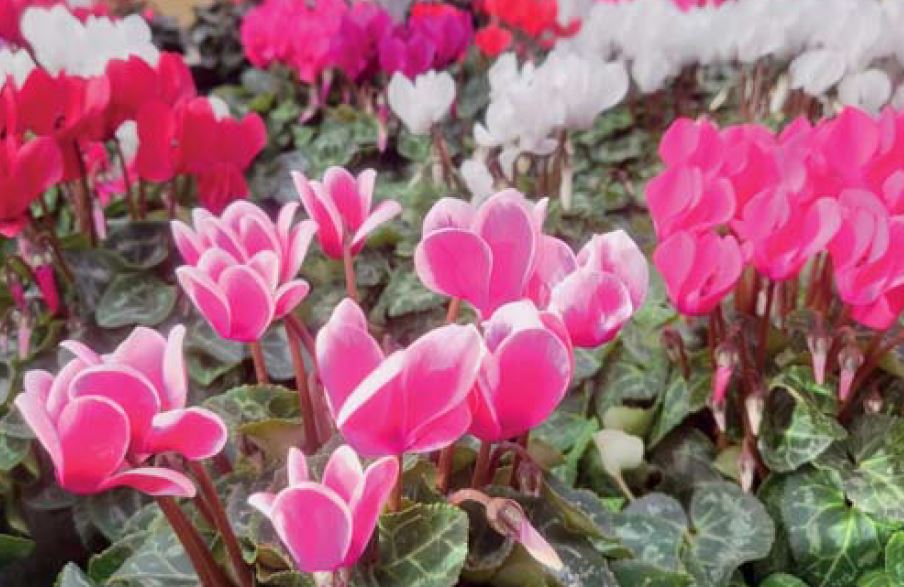 Le coin jardin – Le Cyclamen, beauté panachée