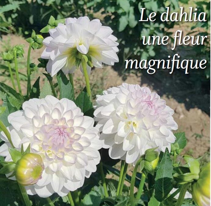 Le coin jardin – le dahlia, une fleur magnifique