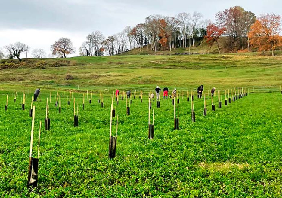 Lussery-Villars – Plantation collective d’une truffière