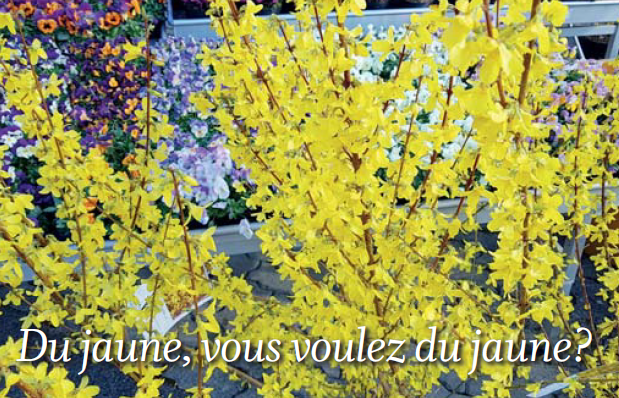 Le coin jardin – Du jaune, vous voulez du jaune?
