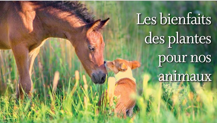 Animalement vôtre – La parole au vétérinaire