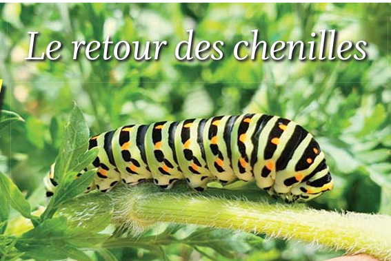 Le coin jardin – Le retour des chenilles
