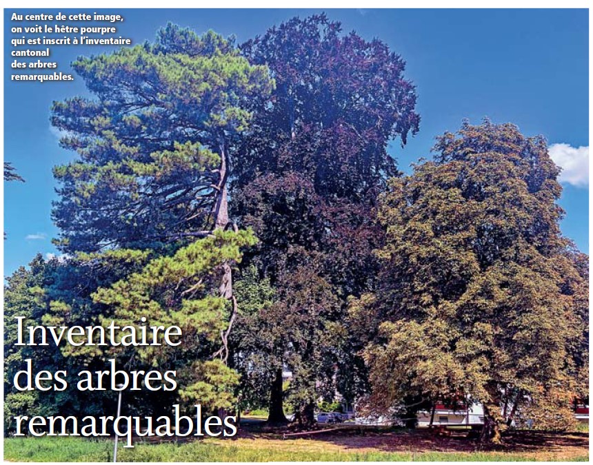 Cossonay. Inventaire des arbres remarquables