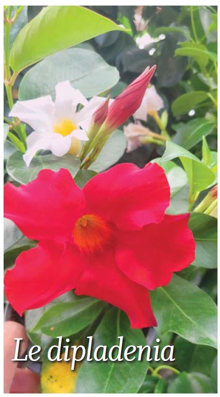 Le coin jardin