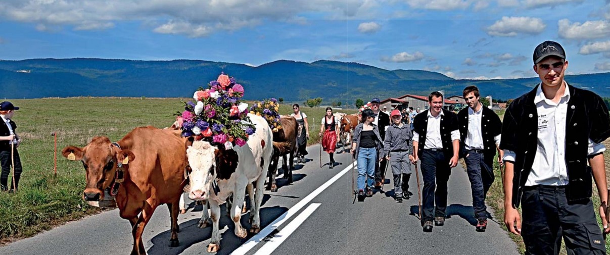 Pampigny, une désalpe prématurée
