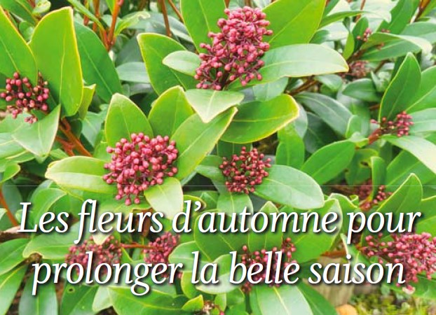 Rubrique Le coin jardin