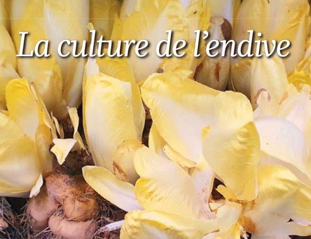 Rubrique, Le coin jardin