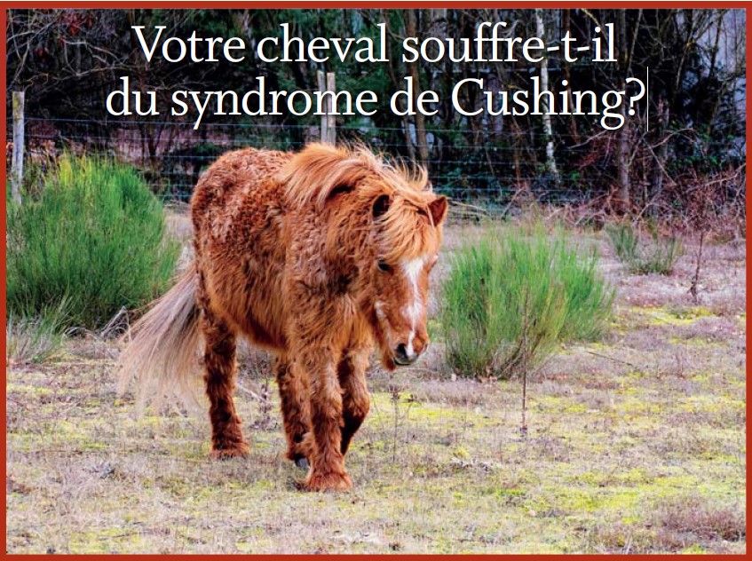 Animalement vôtre. La parole au vétérinaire