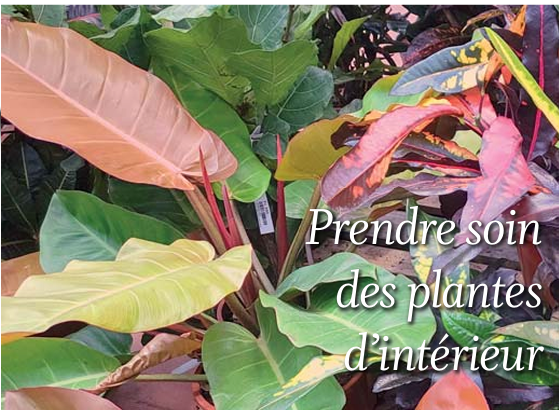 Le coin jardin
