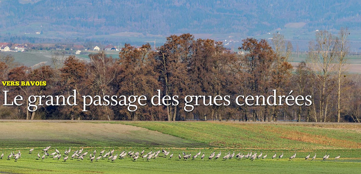 Vers Bavois – Le grand passage des grues cendrées