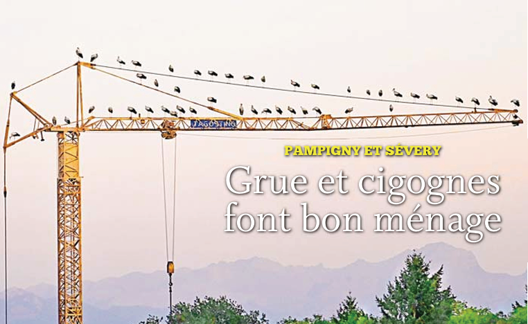 Pampigny et Sévery – Grue et cigognes font bon ménage