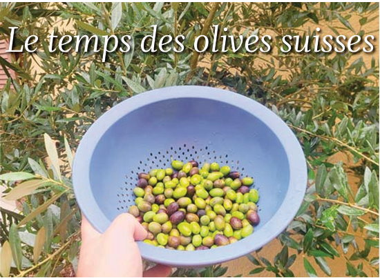 Le coin jardin – Le temps des olives suisses